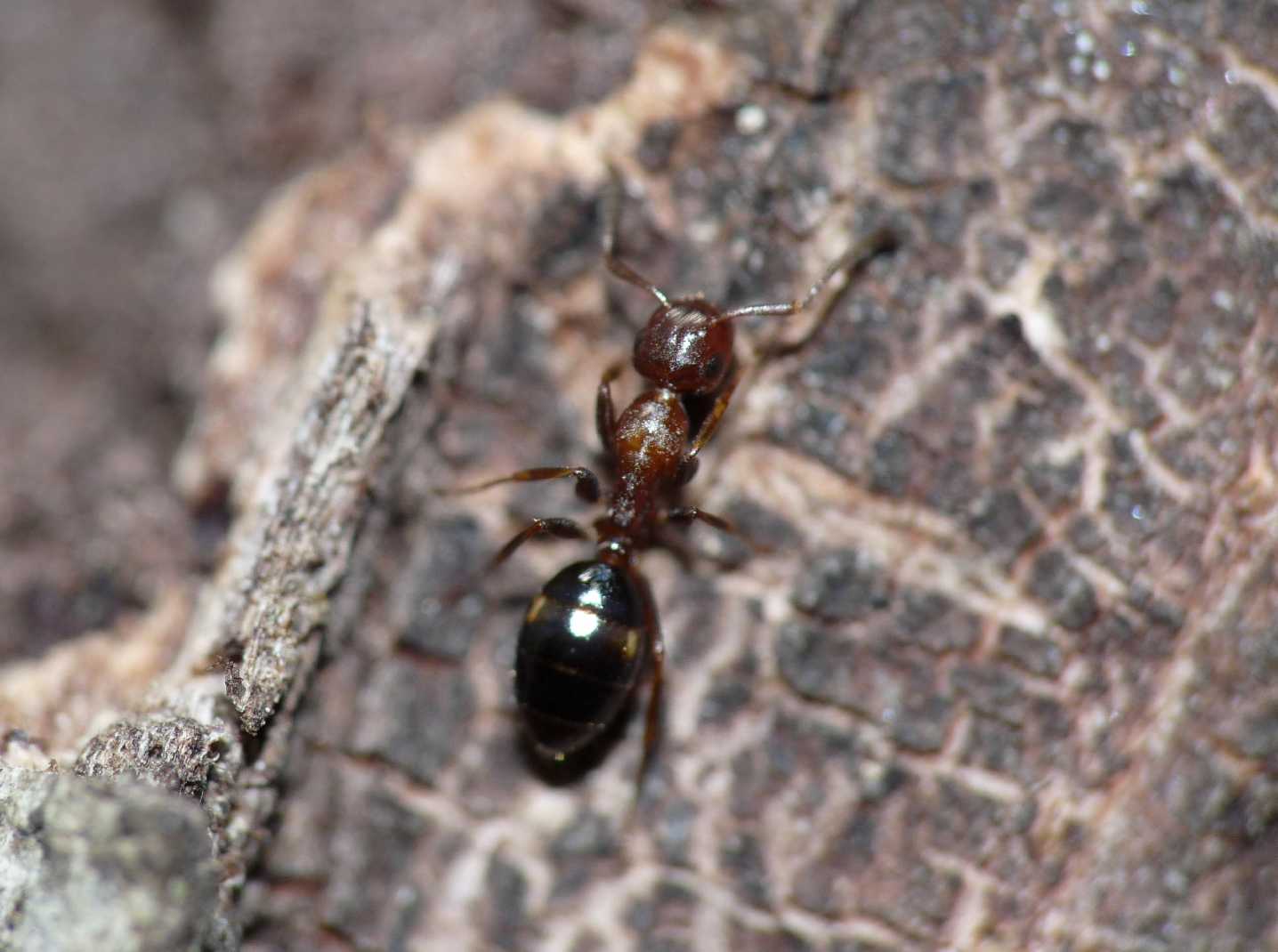 Camponotus truncatus (Formicidae)